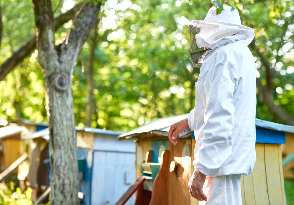 Identify Bed Bugs and Stop Them from Spreading